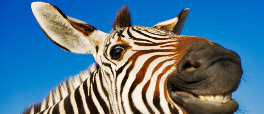 Nietypowy sukces nietypowego Austriaka. Mężczyzna pragnął nazywać się Zebra i dopiął swego - zgodę na to wyraził Trybunał Konstytucyjny. Wcześniej władze upierały się, że zebra to nie nazwisko, lecz "rodzaj konia żyjący na sawannie w Afryce". 