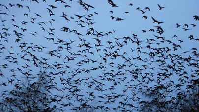 Pół tysiąca martwych ptaków w inowrocławskim parku
