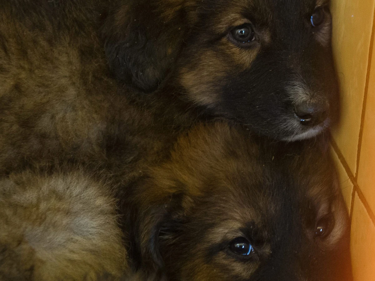 Trzy lata więzienia grożą 37-letniemu mieszkańcowi Szczytna w Warmińsko-Mazurskiem, który w bestialski sposób zabił pięć szczeniąt. Grozi mu do 3 lat więzienia.