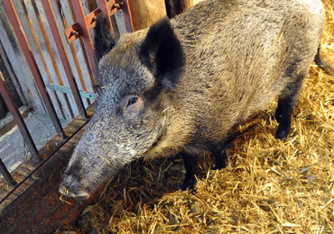 Polska chce wsparcia od KE w walce z afrykańskim pomorem świń. Chodzi o 80 mln euro