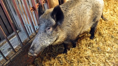 Polska chce wsparcia od KE w walce z afrykańskim pomorem świń. Chodzi o 80 mln euro