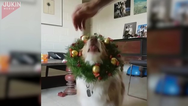 Ten pies jest tak podekscytowany z powodu zbliżających się świąt Bożego Narodzenia, że włożył na głowę świąteczny wieniec i odtańczył taniec radości w salonie.