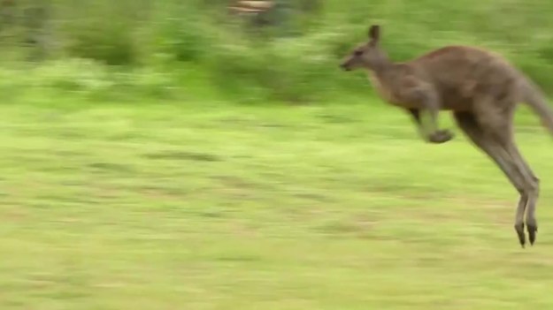 Pewna rodzina wybrała się na wycieczkę do jednego z parków krajobrazowych w Australii. Udało im się nagrać niesamowitą sytuację - walkę dwóch kangurów. Zobaczcie.