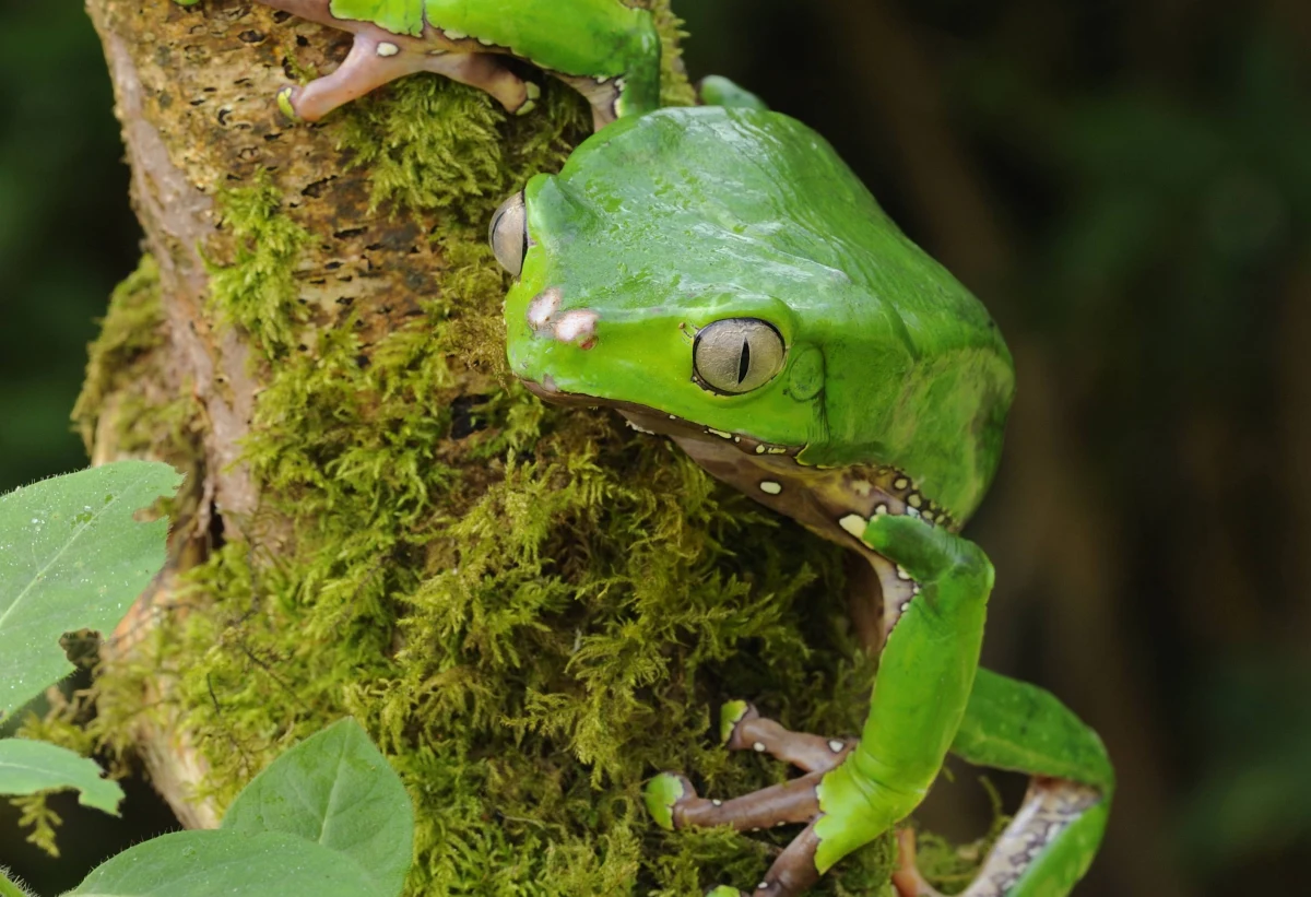 W przyszłym tygodniu, prawdopodobnie w poniedziałek, ma odbyć się sekcja zwłok kobiety, która zmarła po "ceremonii Kambo" w Grodzisku Mazowieckim. 30-letniej Halinie T. zaaplikowano toksyczną wydzielinę z amazońskiej żaby. Zabieg miał służyć oczyszczeniu organizmu.