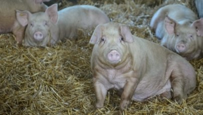 Rząd szykuje rewolucję na wsi w związku z ASF. Restrykcje będą dotyczyć wszystkich hodowców świń