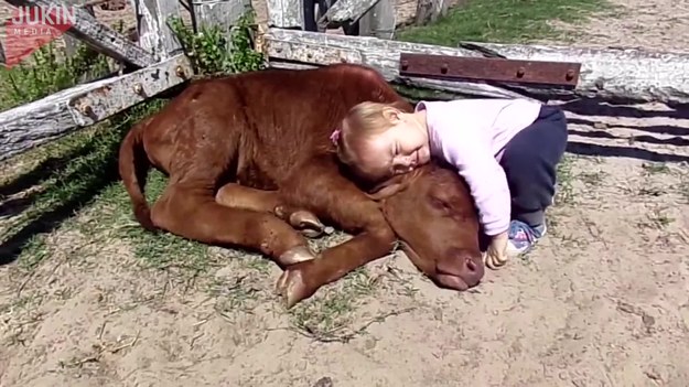 Gdy ta mała dziewczynka zobaczyła cielaka leżącego w kącie gospodarstwa od razu zapałała do zwierzęcia ciepłym uczuciem. Przytuliła się do zwierzaka i dała mu wielkiego całusa!