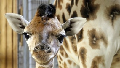Mała żyrafa przyszła na świat w opolskim zoo