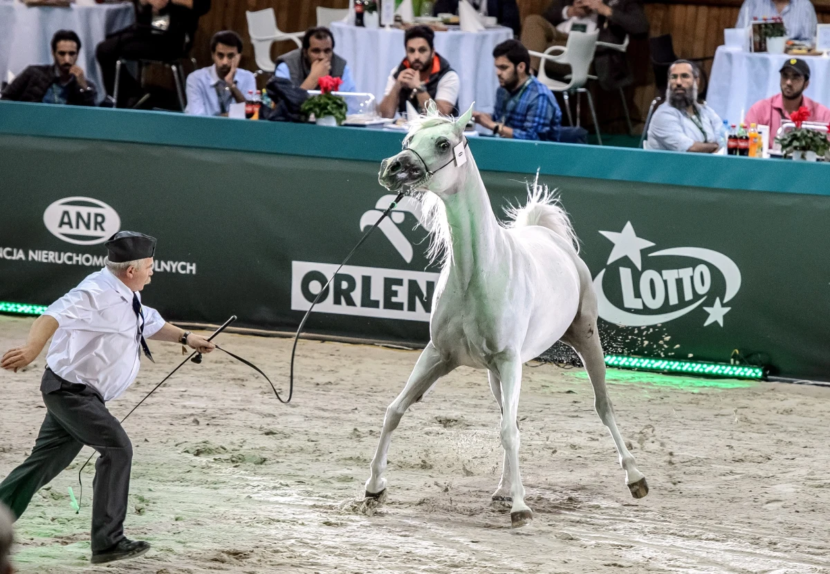 Lubelska Prokuratura Regionalna chce obejrzeć nagrania filmowe z tegorocznej aukcji koni Pride of Poland w Janowie i prosi o ich udostępnienie. Mogą one pomóc w ustaleniu, czy rzeczywiście były nieprawidłowości w trakcie licytacji zwierząt - mówi prokurator Waldemar Moncarzewski.