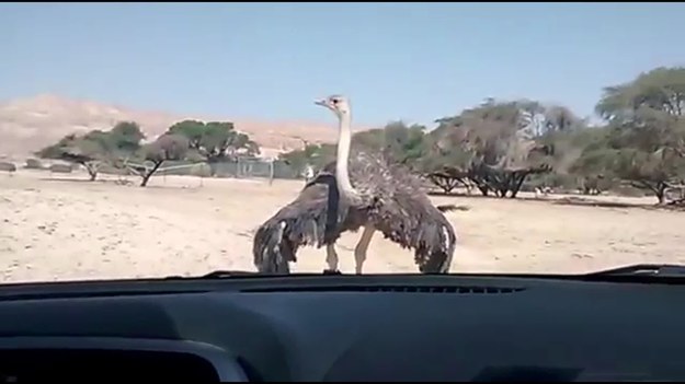 Jak zareagowała kobieta, gdy nagle zobaczyła pędzącego na nią strusia?  Ptak zaatakował jej samochód, gdy jechała przez rezerwat przyrody Hai Bar Yotvata w Izraelu.
