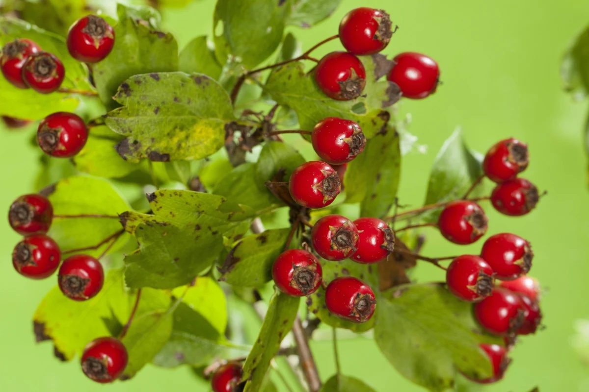 41 osób zmarło w Irkucku na Syberii po wypiciu popularnej nalewki z głogu. Kilkanaście osób trafiło w stanie ciężkim do szpitala. Sprawę bada Komitet Śledczy Federacji Rosyjskiej. W mieście wprowadzono stan nadzwyczajny.