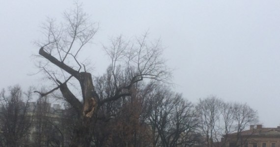 Lubelski Baobab, czyli ponad 100-letnia topola czarna na Placu Litewskim do wycięcia. Od wielu lat była ratowana przez specjalistów. W zeszłym tygodniu odpadł od niej potężny konar. Dzisiejsze badanie tomografem komputerowym nie pozostawia złudzeń. 