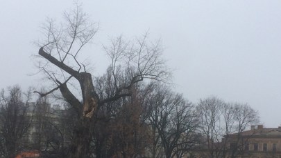 Lubelski Baobab do wycięcia. "Drzewo praktycznie umarło"
