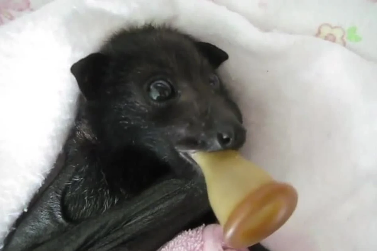 W Australii uratowano opuszczonego przez matkę nietoperza. Zwierzę znalazło już bezpieczne schronienie. Teraz ma opiekuna, który dopilnuje, by niczego mu nie zabrakło. 