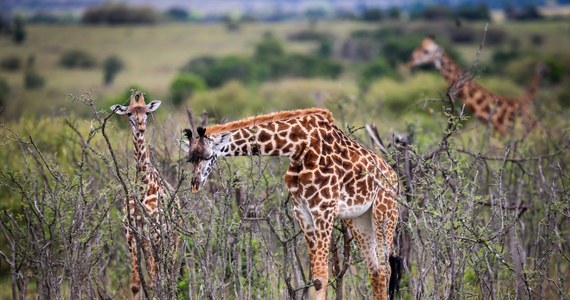 Ikony fauny afrykańskiej dramatycznie szybko wymierają. Safari niedługo przejdzie do historii - alarmuje piątkowa "Rzeczpospolita".
