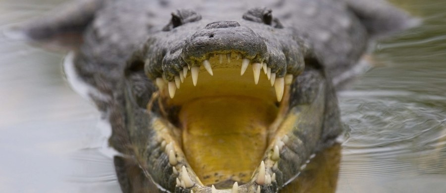 W tajlandzkim parku narodowym Khao Yai krokodyl zranił w nogę turystkę z Francji, która chciała zrobić sobie z nim selfie. Kobietę przewieziono do szpitala. Jej życiu nic nie zagraża.