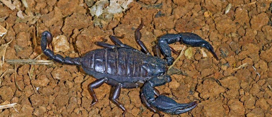 ​Skorpion w pociągu na trasie Londyn - Edynburg. Niebezpieczny pajęczak uciekł z pojemnika, w którym przewoziła go jedna z pasażerek. Gdy pojawił się na podłodze wagonu, wśród pasażerów wybuchła panika. Wezwano policję. 