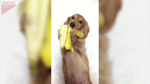 Ten pies ma niecodzienne upodobania. Właśnie dorwał się do... banana. Ucztę zakończyła dopiero interwencja właściciela.