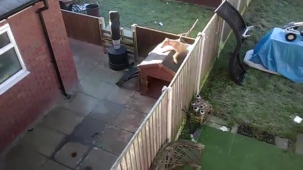 Ten pies bardzo chciał zobaczyć, co się dzieje na sąsiednim podwórku. Wspiął się na dach swojej budy i... spadł. A właściciel wszystko nagrał.