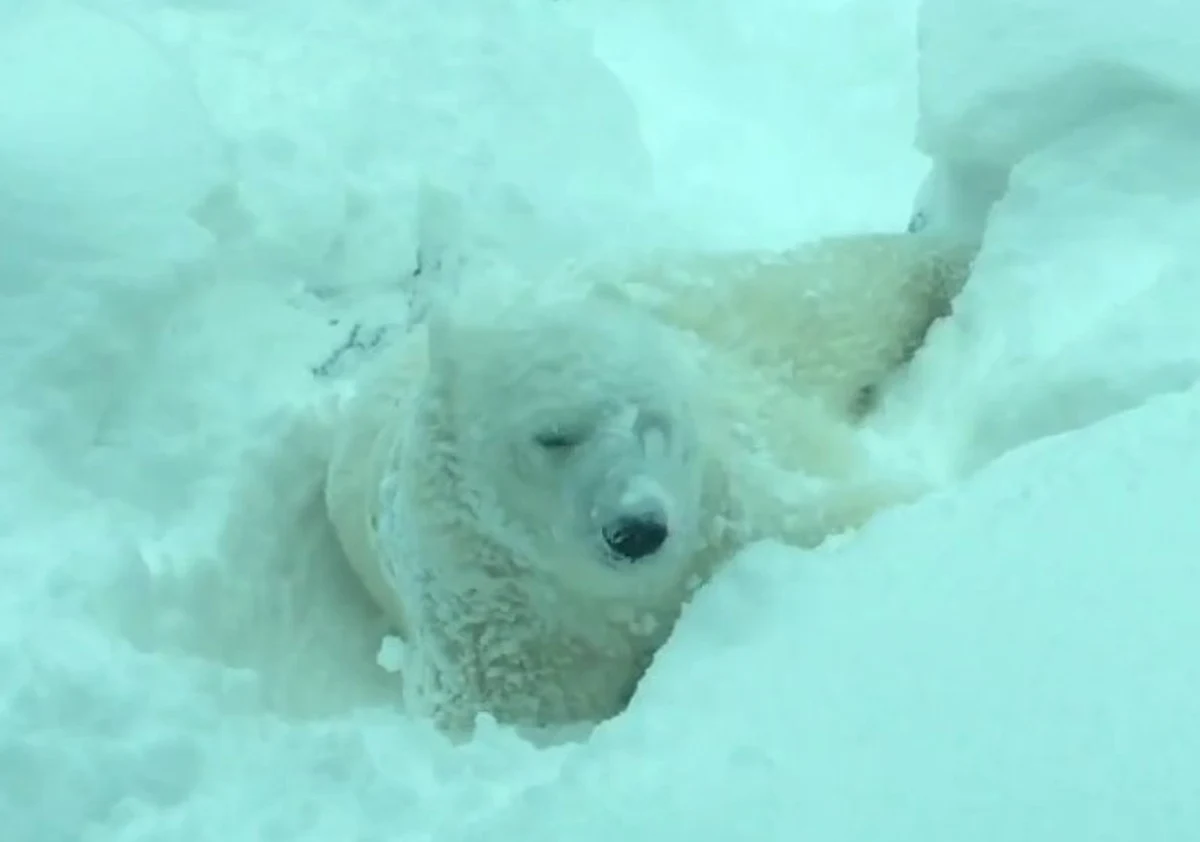 Zwierzęta z ogrodu zoologicznego w stanie Oregon w USA doskonale bawią się podczas zimowej aury. Ich ulubionym zajęciem jest wówczas tarzanie się w śniegu. Jak sporty zimowe wyglądają w ich wykonaniu?  Koniecznie zobaczcie!