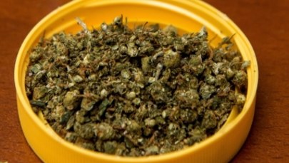 PiS chce, by lecznicza marihuana była dostępna na receptę w aptekach