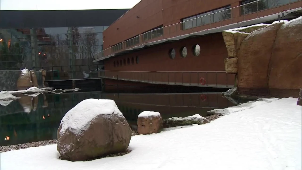 85 pingwinów z afrykarium we wrocławskim zoo musiało opuścić swój wybieg i gniazda. Wszystko przez zagrożenie ptasią grypą. Pingwiny zostały przeniesione na zaplecze, by uniknąć zarażenia od dzikich ptaków. Jak tłumaczył Radosław Ratajszczak, ryzyko zarażenia było duże. "W przypadku znalezienia na tym wybiegu nawet jednego dzikiego, martwego i zakażonego grypą ptaka, musielibyśmy zlikwidować całe stado, a na to nie możemy sobie pozwolić" - podkreślił. Alarm dla pingwinów trwa do odwołania. Dopóki nie minie zagrożenie związane z ptasią grypą, będą mieszkały na zapleczu. 