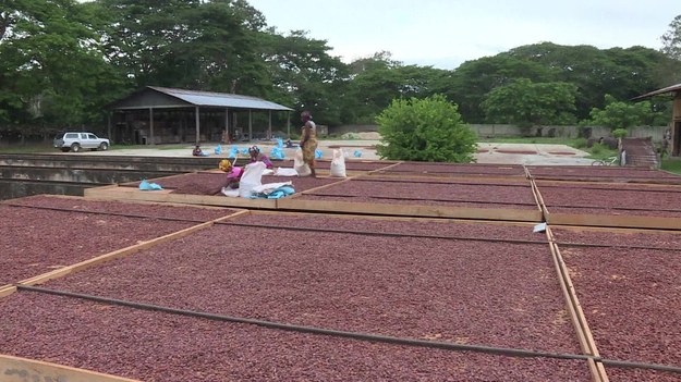 Te kabosy skrywają ziarna, z których powstanie najlepsza czekolada na świecie. W prowincji Umbanga w północnej części Madagaskaru rosną delikatne i wymagające odmiany kakaowca. 


Uprawom sprzyja klimat – chroni rośliny przed chorobami i pleśnią. Tu nie stosuje się pestycydów. 
