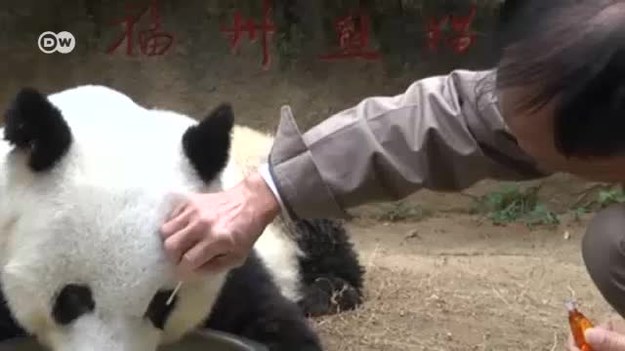 Basi niedawno miała 37 urodziny, w przeliczeniu na ludzki wiek panda ma już ponad 100 lat! Życie tego zwierzaka było bardzo ciekawe, kiedy miała 4 lata została uratowana przez rolnika. W 1990 stała się inspiracją dla maskotki do Igrzysk Azjatyckich. Basi życzymy dużo zdrowia!