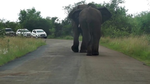 Afryka Południowa. Droga prowadząca przez rezerwat przyrody. I dramatyczna walka między dwoma dzikimi słoniami. Turyści nie mieli wyjścia. Musieli cierpliwie czekać we własnych autach. Po kilku minutach jeden ze słoni zaczyna dominować, spychając konkurenta z drogi.