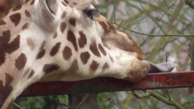 Nagranie z Dudley Zoo w Wielkiej Brytanii bije rekordy popularności. Nic dziwnego. Widać na nim żyrafę, która wyciąga niesamowicie długi język. Zobaczcie koniecznie.