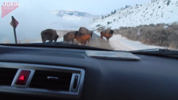 Jazda przez Park Narodowy Yellowstone okazała się dla tych turystów ciężką przeprawą. Natknęli się bowiem na stado bizonów, blokujących drogę. Przerażenie dało się odczuć wewnątrz auta. A jak skończyło się to spotkanie?