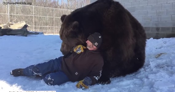 Pewien Amerykanin, Jim ma bardzo nietypowego przyjaciela, którym jest niedźwiedź Jambo. Oto jak bawią się na śniegu.