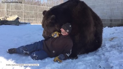 Oswojony niedźwiedź bawi się z człowiekiem