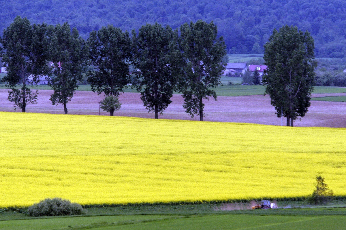 Z projektu ustawy o monitoringu przewozu towarów wrażliwych w tajemniczych okolicznościach zniknął wymóg monitorowania transportów z olejem rzepakowym - dowiedzieli się reporterzy śledczy RMF FM Marek Balawajder i Krzysztof Zasada. Ustawa ma na celu wyeliminowanie oszustw na podatku VAT, a właśnie przy obrocie olejem rzepakowym państwo traci rocznie kilkaset milionów złotych. Ministerstwo Finansów odpowiada, że olej rzepakowy nie znalazł się na liście monitorowanych towarów w wyniku uwag, które do projektu rozporządzenia zgłaszała branża spożywcza.