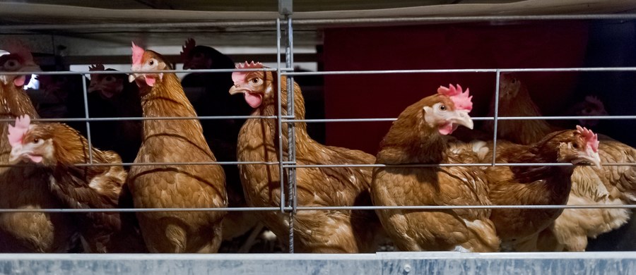 ​Rosyjska Federalna Służba Nadzoru Weterynaryjnego i Fitosanitarnego (Rossielchoznadzor) zakazała importu drobiu i jaj lęgowych z Europy. Zakaz dotyczy krajów, w których szaleje ptasia grypa - poinformowała rosyjska agencja Interfax.