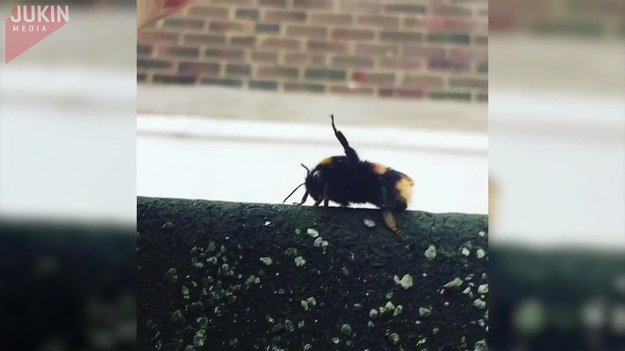 Pewien facet zobaczył pszczołę, która przysiadła na okiennym parapecie. Nie zastanawiając się długo, postanowił przybić jej piątkę. Co na to pszczoła?