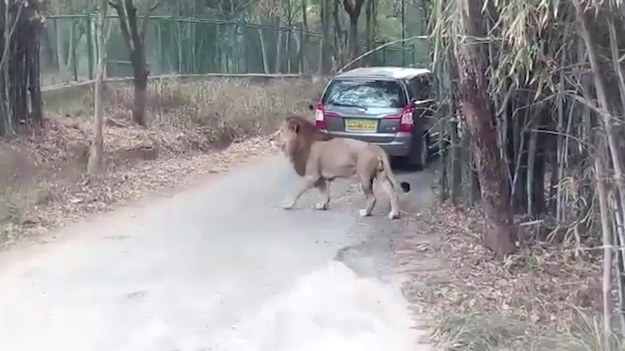 Safari w Indiach mogło się dla tych turystów skończyć nie najlepiej. Na swojej drodze spotkali bowiem lwy. Z czego zresztą bardzo się ucieszyli. Nie przewidzieli tylko, że jeden z lwów jest prawdziwym furiatem i chyba akurat wstał lewą nogą.