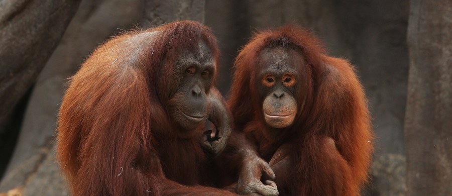 ​Na początku naśladowaliśmy orangutany - to wniosek uczonych z uniwersytetu w Liverpoolu, którzy badają genezę ludzkiej mowy. Naukowcy przeanalizowali pisk orangutana, który wydaje w okresie godowym. Doszli do wniosku, że zlepek spółgłosek, które wykrzykuje, zawiera więcej informacji niż wcześniej uważano.