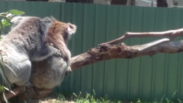 Oto dwa urocze misie koala (nazwa potoczna, bo koala to nie misie, a torbacze - przyp. red.) z rezerwatu dzikich zwierząt w Pearcedale, w Australii. Zobaczcie, jak skończyło się dla nich to miłe popołudnie.