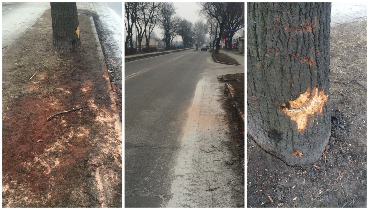 Dostępu do wewnętrznych instrukcji Biura Ochrony Rządu zamierza domagać się adwokat 21-letniego kierowcy seicento, który brał udział w wypadku z rządową kolumną w Oświęcimiu. Chodzi o tajne procedury ochrony oraz procedury opisujące jazdę samochodów w kolumnie. Dziś krakowska prokuratura ma przesłuchać Sebastiana K. i najprawdopodobniej postawi mu - już formalnie - zarzut spowodowania wypadku, w którym w piątek poszkodowana została między innymi premier Beata Szydło. 