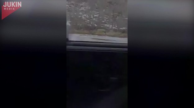 Ten kierowca był całkowicie zaskoczony, gdy zobaczył... jelenia-albinosa, biegnącego wzdłuż drogi. Przyhamował, żeby móc go podziwiać i nagrać ten wyjątkowy okaz.