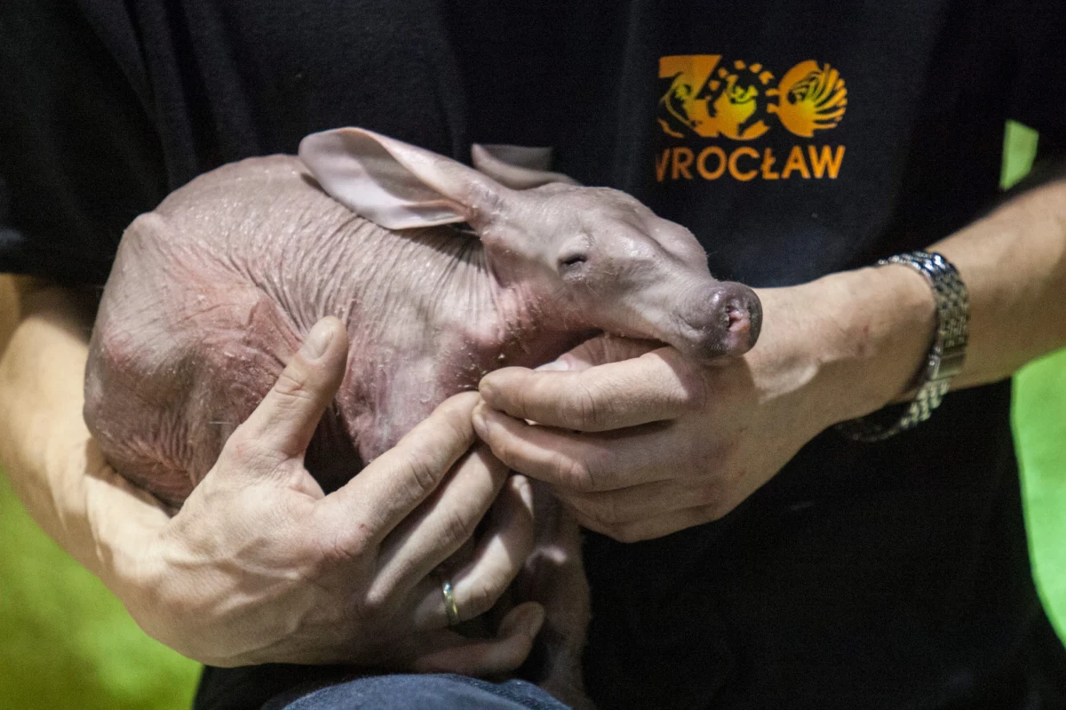 1700 gramów szczęścia w ogrodzie zoologicznym we Wrocławiu. W terrarium urodził się mrównik afrykański, bardzo rzadki w ogrodach gatunek ssaka. Przyjście na świat nie było jednak łatwe. Po urodzeniu maluch przez godzinę był reanimowany przez swojego opiekuna. Dziś ma dziesięć dni i czuje się dobrze.