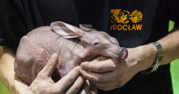 1700 gramów szczęścia w ogrodzie zoologicznym we Wrocławiu. W terrarium urodził się mrównik afrykański, bardzo rzadki w ogrodach gatunek ssaka. Przyjście na świat nie było jednak łatwe. Po urodzeniu maluch przez godzinę był reanimowany przez swojego opiekuna. Dziś ma dziesięć dni i czuje się dobrze.