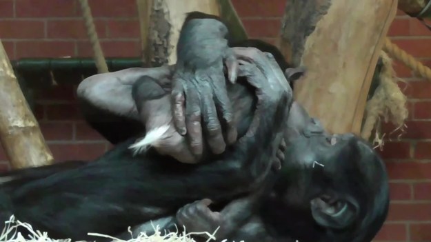 Zapraszamy do Twycross Zoo w Wielkiej Brytanii. Oto szympansy karłowate, które dobrze się bawią. Szczególnie jeden maluch...