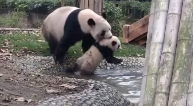 Ta urocza panda postanowiła zrobić kąpiel swojemu maluchowi. Wzięła sprawy w swoje łapy. I to dosłownie.