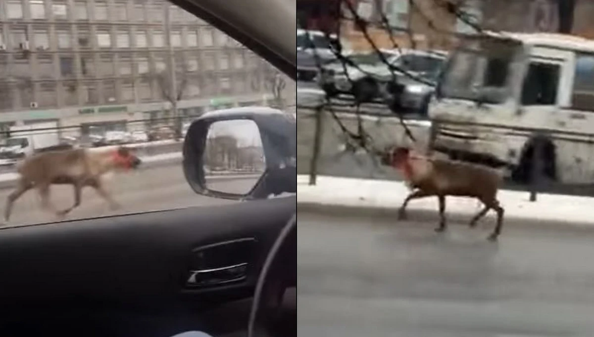 ​Uwaga, rogacz na ulicy! W centrum Petersburga kierowcy i przechodnie mieli nie lada okazję zapoznać się z ciekawskim zwierzęciem. Po ulicach tego rosyjskie miasta chodził sobie bowiem młody jeleń.