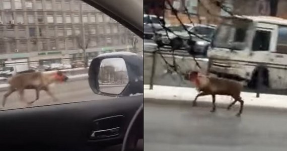 ​Uwaga, rogacz na ulicy! W centrum Petersburga kierowcy i przechodnie mieli nie lada okazję zapoznać się z ciekawskim zwierzęciem. Po ulicach tego rosyjskie miasta chodził sobie bowiem młody jeleń.