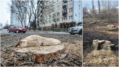 Jarosław Kaczyński: Przepisy dot. wycinki drzew na prywatnych posesjach będą zmienione