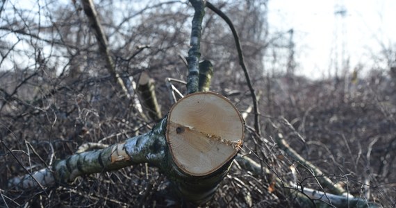 Dwugłos w sprawie wycinki drzew. Jarosław Kaczyński mówi, że zmieni przepisy dotyczące prywatnych posesji, zgodnie z którymi właściciel nieruchomości może bez zezwolenia wyciąć drzewo na swojej działce. Minister środowiska Jan Szyszko obstaje jednak przy swoim, mimo sprzeciwu prezesa PiS.