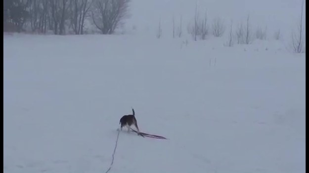 Śnieg w Kanadzie nikogo nie dziwi, ale i tam nieraz utrudnia życie. Zobaczcie, jak musiał męczyć się ten pies, żeby załatwić zwykłe, codzienne potrzeby.