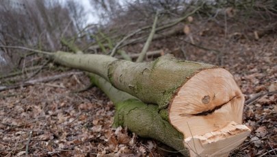 Będzie nowelizacja kontrowersyjnej ustawy o wycince drzew